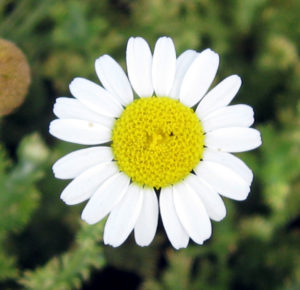 roman chamomile