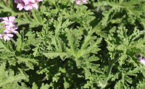 Geranium_Pelargonium Graveolens